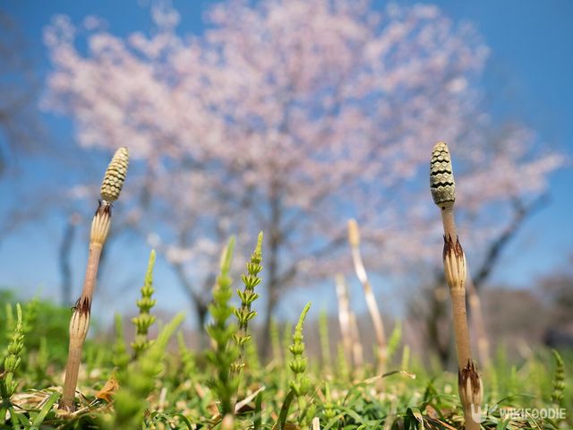 쇠뜨기 자료사진. / makoto_photo-shutterstock.com