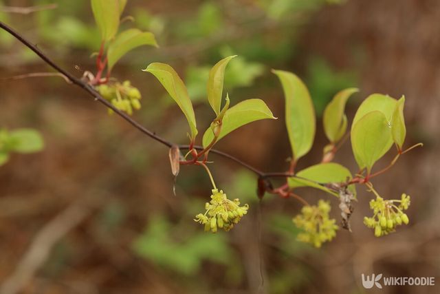 청미래덩굴. / 국립생물자원관 제공