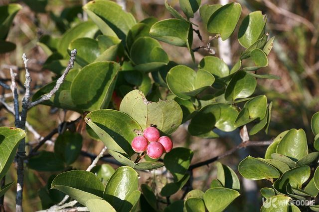 청미래덩굴. / 국립생물자원관 제공