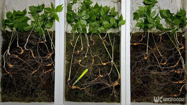 지리산 천종산삼. / 한국전통심마니협회 제공