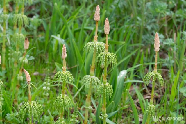 쇠뜨기 자료사진. / Tatyana Mut-shutterstock.com