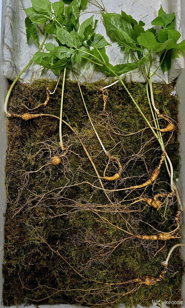 지리산 천종산삼 확대한 모습. / 한국전통심마니협회 제공