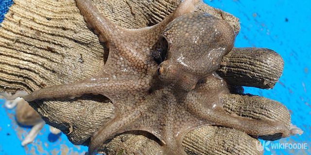 주꾸미 자료사진. / This_is_JiHun_Lee-shutterstock.com