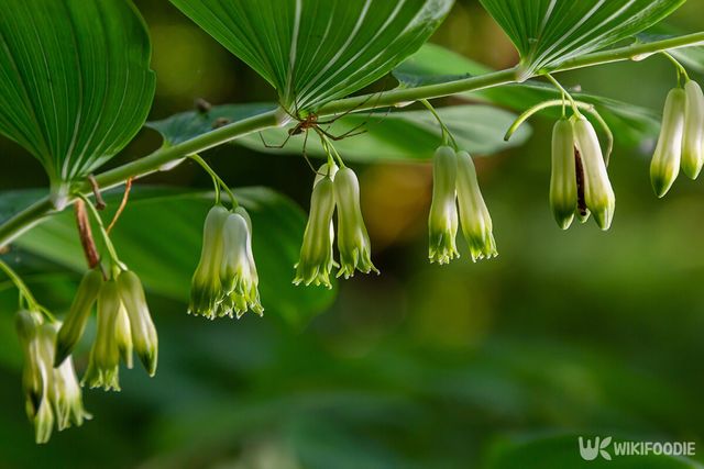 둥글레 자료사진. / olko1975-shutterstock.com