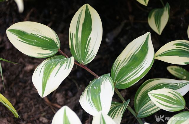 둥글레 자료사진. / Khairil Azhar Junos-shutterstock.com