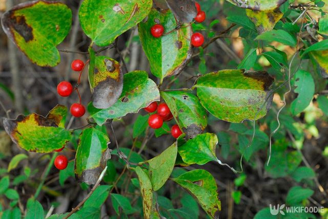 청미래덩굴. / 국립생물자원관 제공