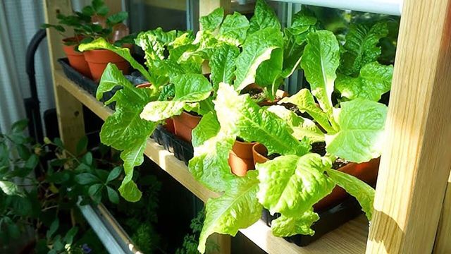 베란다에서 재배하는 상추 / '봄볕의 베란다텃밭 spring sun garden' 유튜브