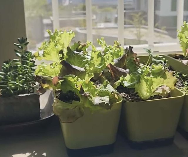 베란다에서 재배하는 상추 / '고양이골프치는남자' 유튜브