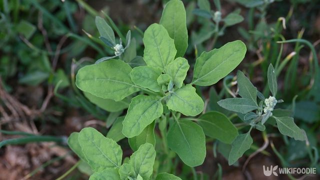 명아주. / SUBAS CHANDRA MAHATO-shutterstock.com