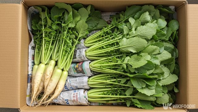 열무 자료사진. / 위키푸디