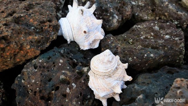 소라 자료 사진. / BYUNGSUK KO-shutterstock