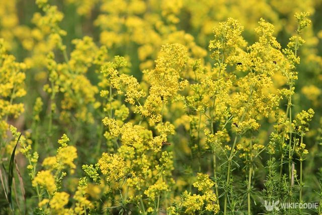 솔나물. / avoferten-shutterstock.com