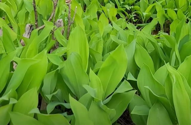 은방울꽃 / '텃밭친구' 유튜브