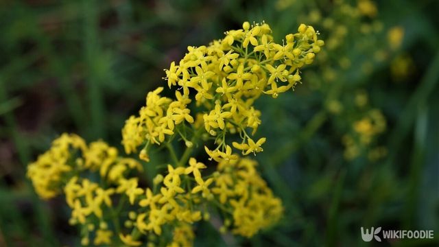 솔나물. / Dark Egg-shutterstock.com