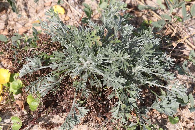 사철쑥 / 국립생물자원관