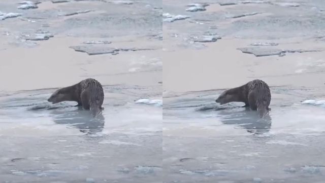 수달 자료 사진 / 'KBS충북' 유튜브