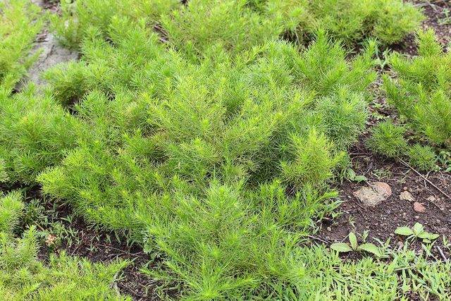 사철쑥 / 국립생물자원관