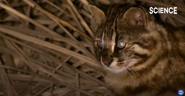 기사 이해를 돕기 위한 삵 자료 사진 / 'EBS 컬렉션 - 사이언스' 유튜브