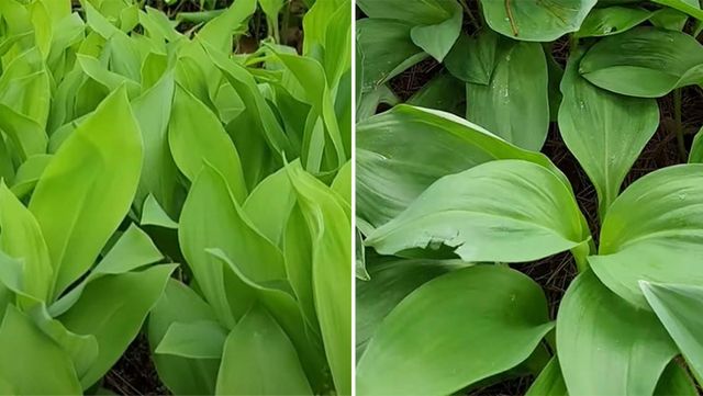 왼쪽이 은방울꽃('텃밭친구' 유튜브), 오른쪽이 산마늘('인제아범농원 산마늘 명이나물' 유튜브)이다.