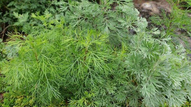 사철쑥 / 국립생물자원관