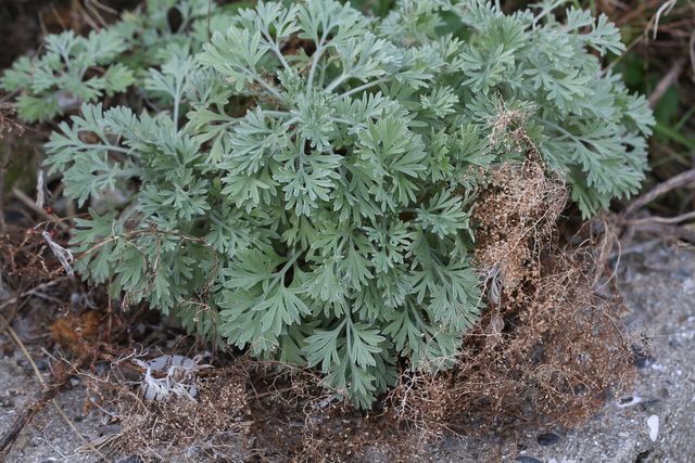 사철쑥 / 국립생물자원관