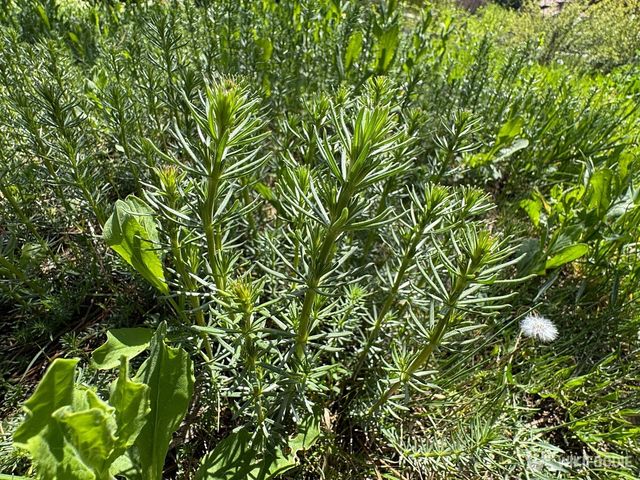 솔나물. / butterfly's dream-shutterstock.com