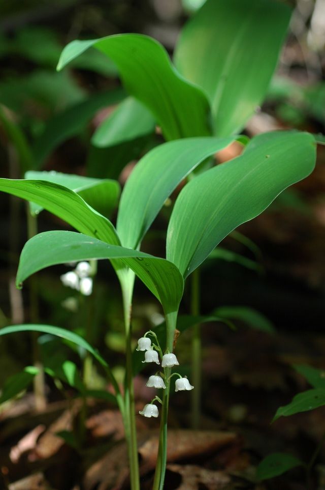 은방울꽃 / 국립생물자원관
