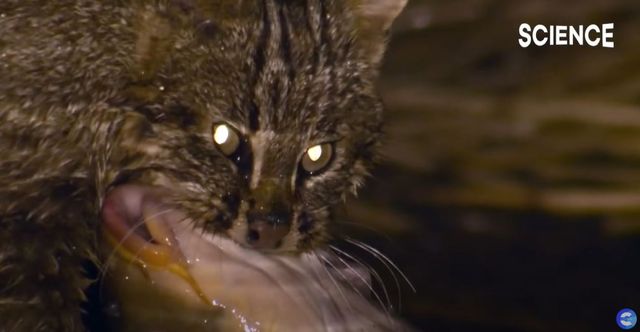 사냥에 성공한 삵 사진 / 'EBS 컬렉션 - 사이언스' 유튜브