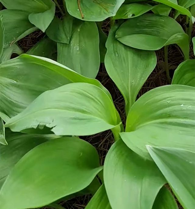 산마늘 / '인제아범농원 산마늘 명이나물' 유튜브