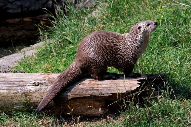 기사 이해를 돕기 위한 유라시아 수달 자료 사진 / Valerii Tereshchenko- shutterstock