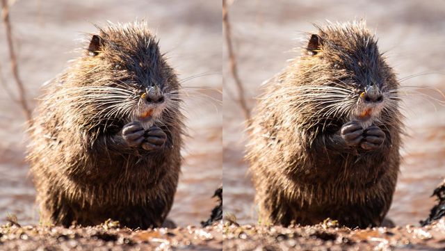 기사 이해를 돕기 위한 뉴트리아 자료 사진 / Berit Kessler- shutterstock