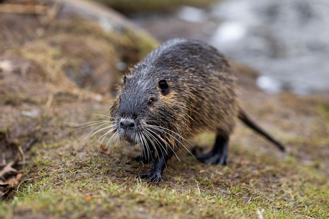 생태계 교란종 뉴트리아 / ladipictures- shutterstock