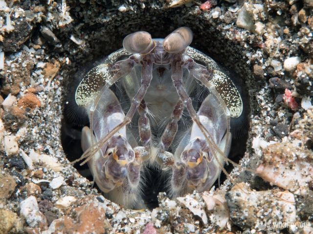 갯가재. / Jan Finsterbusch-shutterstock.com