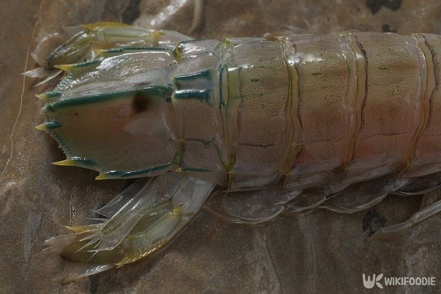 갯가재 꼬리. / Wulf Lens-shutterstock.com