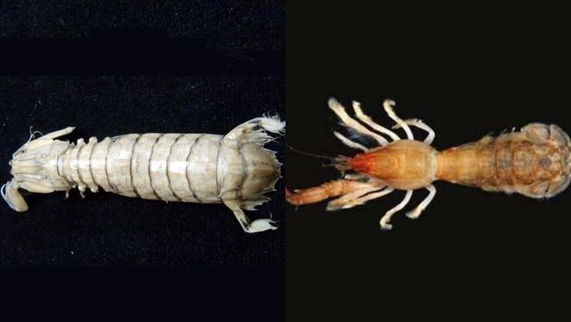 갯가재(좌)와 쏙(우). / 국립생물자원관
