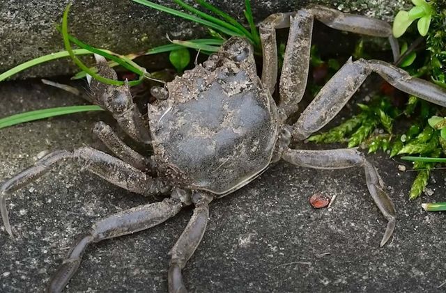 엘베강의 참게. / 빌트 유튜브 영상 캡처