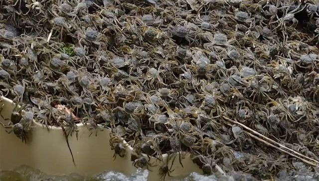 독일에서 참게는 최악의 생태계 교란종인 골칫거리다. 엘베강의 참게. / 빌트 유튜브 영상 캡처