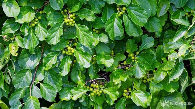 노박덩굴. / Karel Bock-shutterstock.com