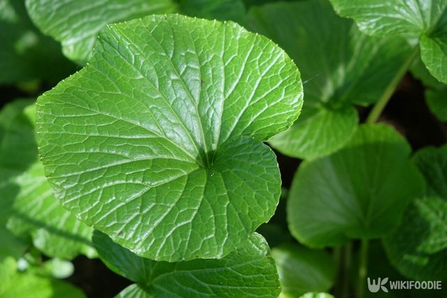 고추냉이 잎 자료사진. / Jirik V-shutterstock.com