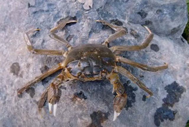 라인강 참게 / 'Fishing Ohrid' 유튜브