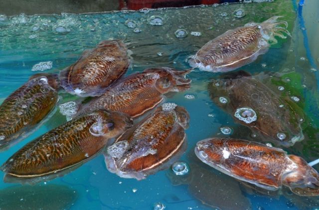 장항항 수산물 꼴갑 축제. / 서천군 공식 블로그
