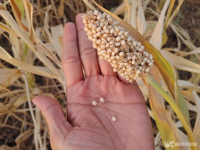 수수 자료사진. / Tejas Prajapati-shutterstock.com
