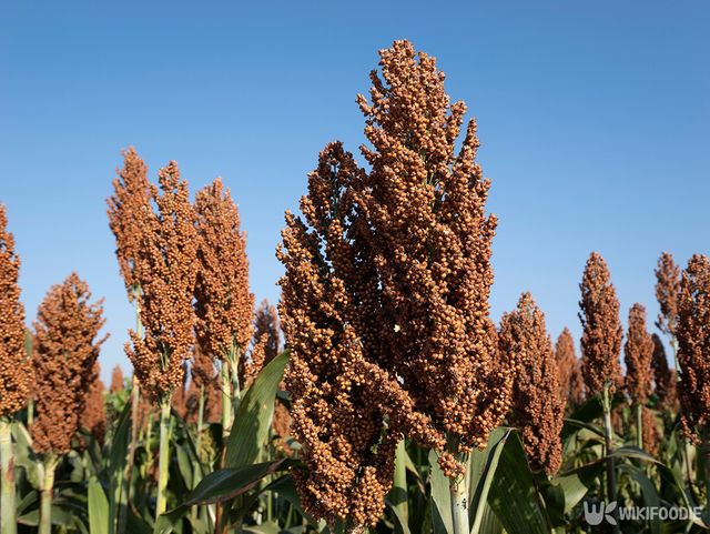 수수 자료사진. / kunkun2018-shutterstock.com