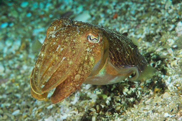 갑오징어. / Rui Palma-shutterstock.com