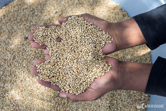 수수 알갱이를 잡고 손을 클로즈업하여 질감과 품질을 보여주고 있다. / TajdidProtik-shutterstock.com