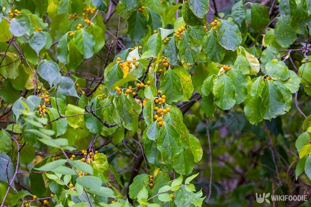 노박덩굴. / Karel Bock-shutterstock.com