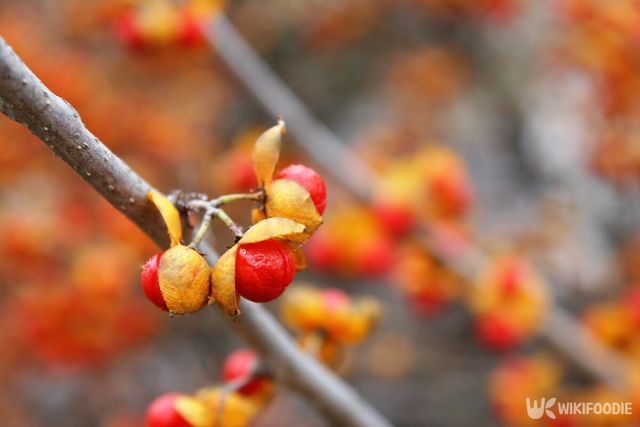 노박덩굴 열매. / Natalka De-shutterstock.com