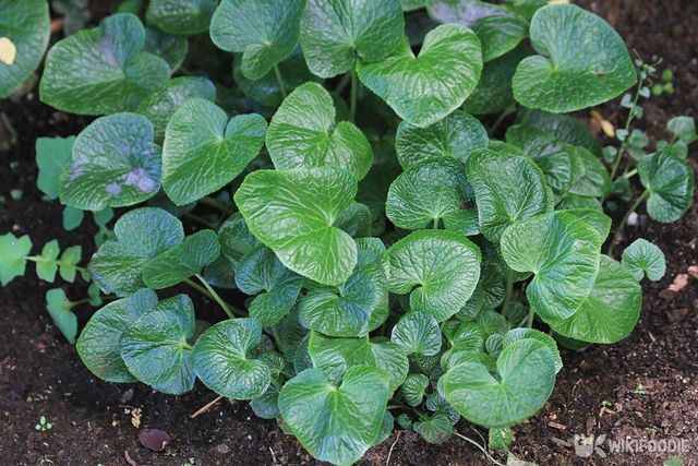 고추냉이 뿌리를 세척하는 모습. / Lecker Studio-shutterstock.com