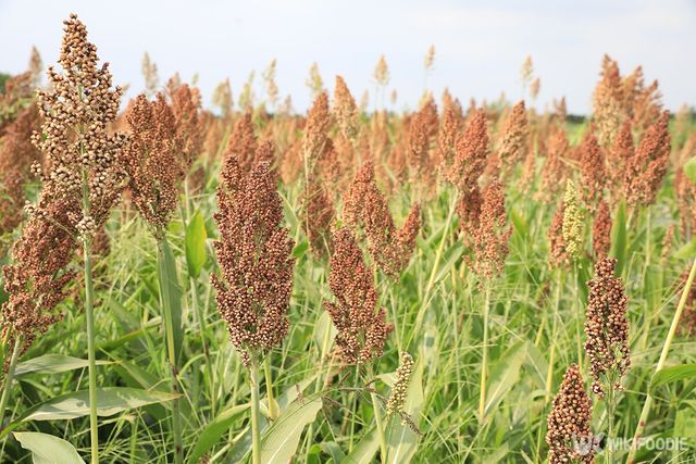 수수 자료사진. / canghai76-shutterstock.com