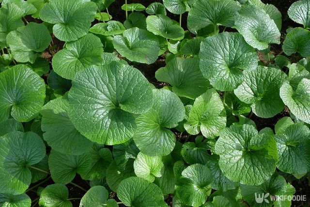 고추냉이 잎 자료사진. / Hary Purwanto-shutterstock.com